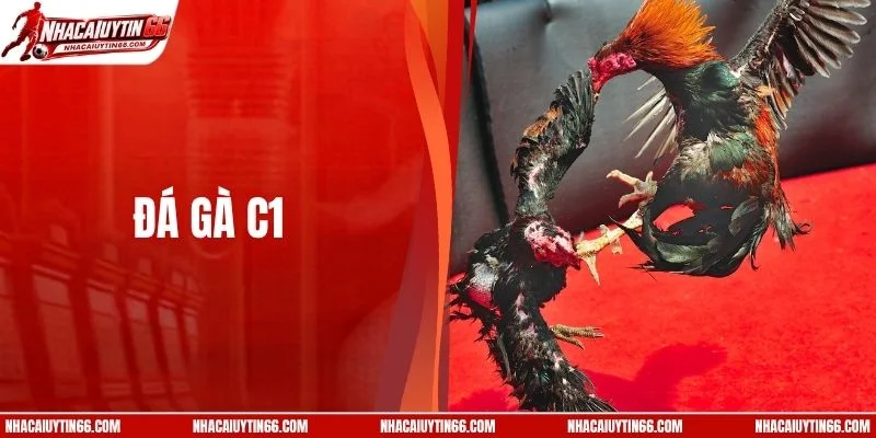 Đá Gà C1 - Giải Đấu Chuyên Nghiệp, Quy Mô Nhất Hiện Nay